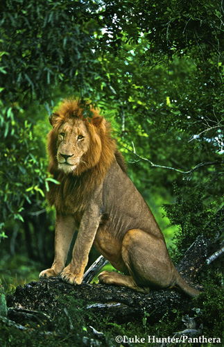 Lion: Photograph by Luke Hunter for and courtesy of Panthera